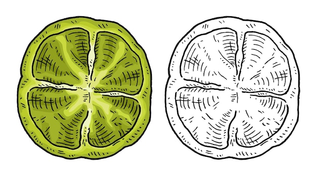 Vettore mezzo dolce peperone verde vista dall'alto incisione vintage vettore illustrazione nera isolato su sfondo bianco disegno disegnato a mano