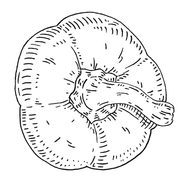 Половина сладкого перца Вид сверху Винтажная векторная черная иллюстрация Изолированный на белом фоне Ручной рисунок