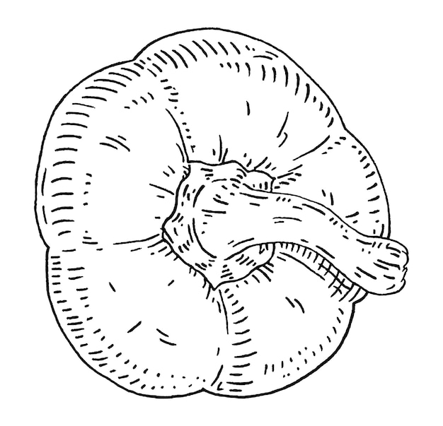 반 달콤한 피망 상위 뷰 빈티지 해칭 벡터 검은 그림 흰색 배경에 고립 손으로 그린 디자인