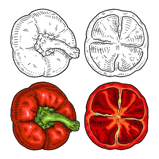 Mezzo peperone rosso dolce vista dall'alto illustrazione a colori vettoriale dell'incisione vintage isolata su sfondo bianco design disegnato a mano