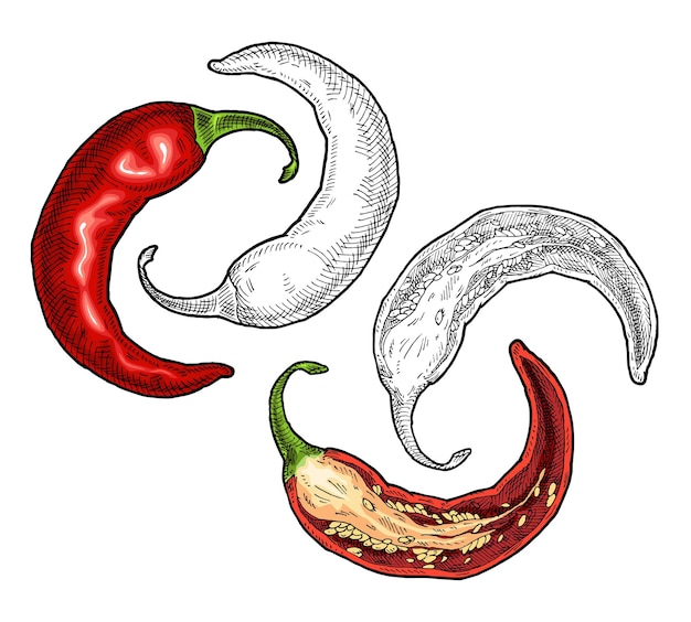 Half and whole pepper chilli. Vintage vector hatching color and black illustration. Isolated on white background. Hand drawn design