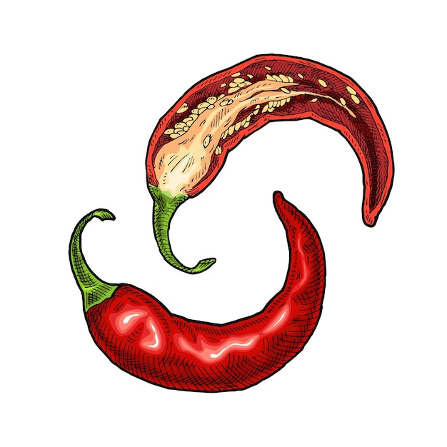 Half and whole pepper chilli. Vintage vector hatching color illustration. Isolated on white background. Hand drawn design