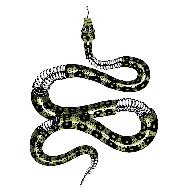 ビンテージ スタイルのミルク ヘビの半骨格蛇コブラ、ニシキヘビ、または有毒な毒蛇タトゥー ステッカー、ロゴ、t シャツ用の刻まれた手描きの古い爬虫類のスケッチ