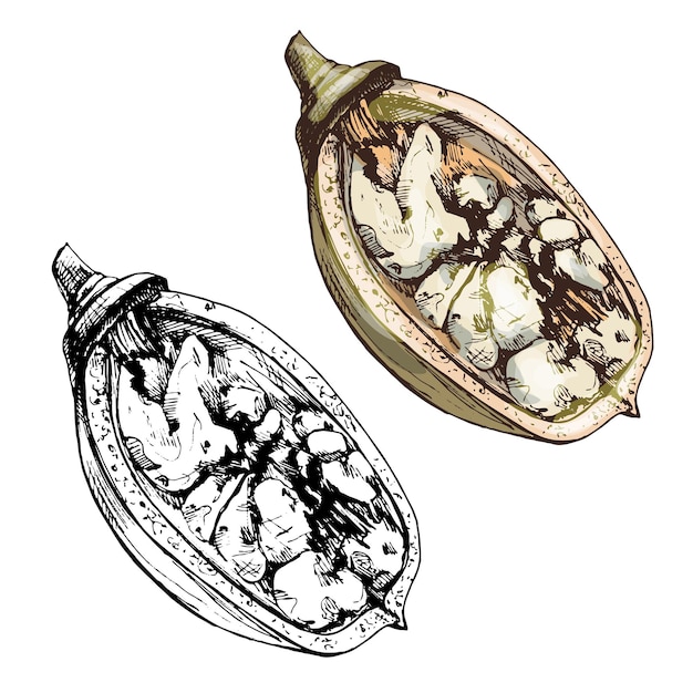 Halve baobab vrucht met zaden Vintage vector broedeieren illustratie
