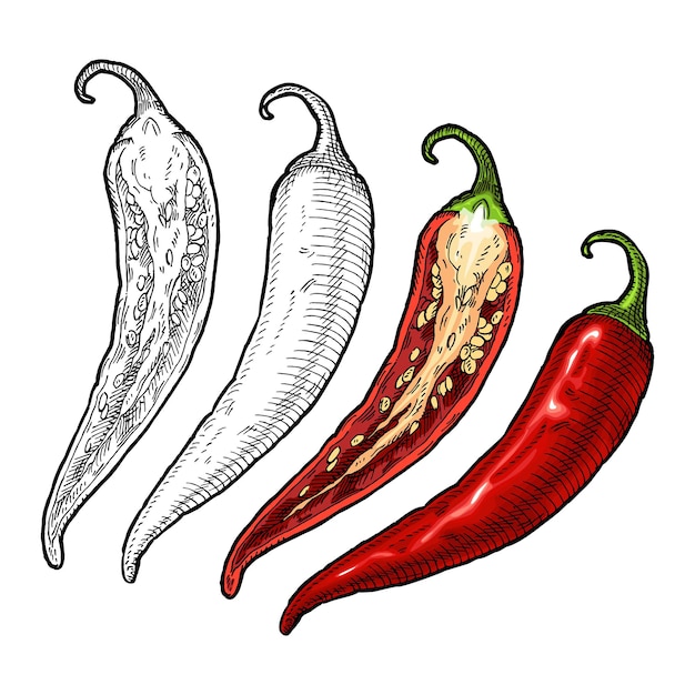 Halve en hele peper chili. Vintage vector broedeieren kleur en zwarte illustratie. Geïsoleerd op een witte achtergrond. Handgetekend ontwerp