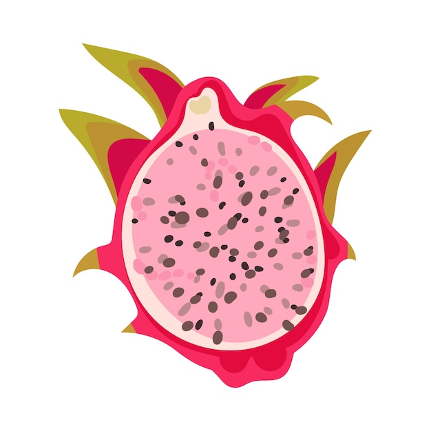 Halved pitaya or dragon fruit covered with leathery leafy skin vector illustration