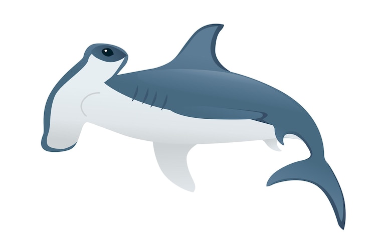 Vector hamerhaai onderwater gigantische dierlijke eenvoudige cartoon karakter ontwerp platte vectorillustratie geïsoleerd op een witte background
