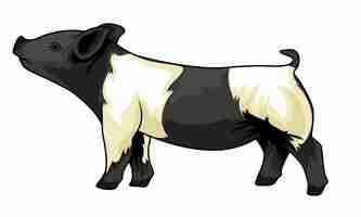 Vector hampsihire vector illustration for pig livestock show