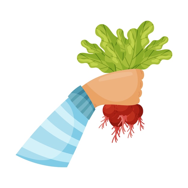 Hand in a blue striped sleeve holds a bunch of radishes Vector illustration on a white background