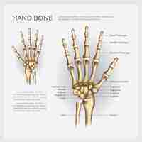 Vector hand bone vector illustration