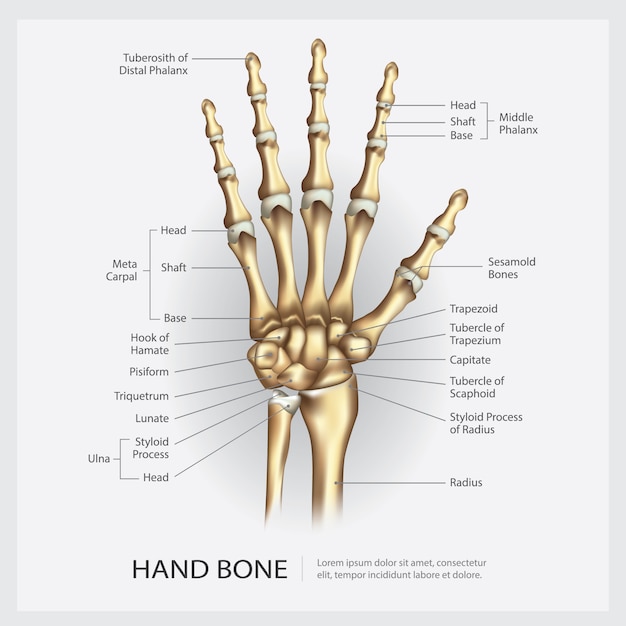 Hand bone with detail illustration