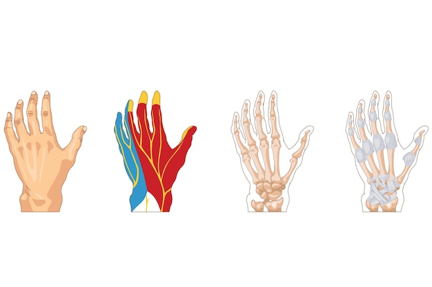 Vector hand bone