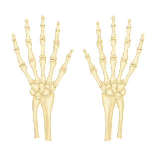 Hand bones vector illustration isolated on white background