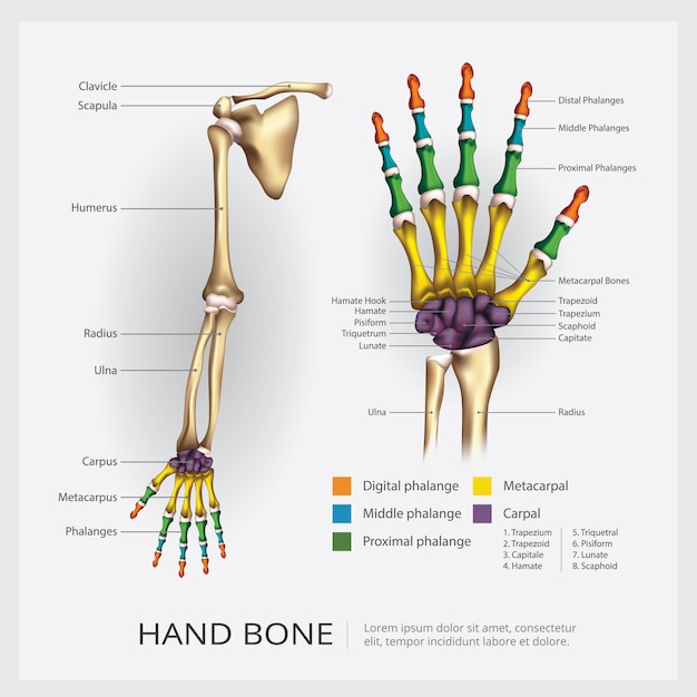 Hand botten illustratie