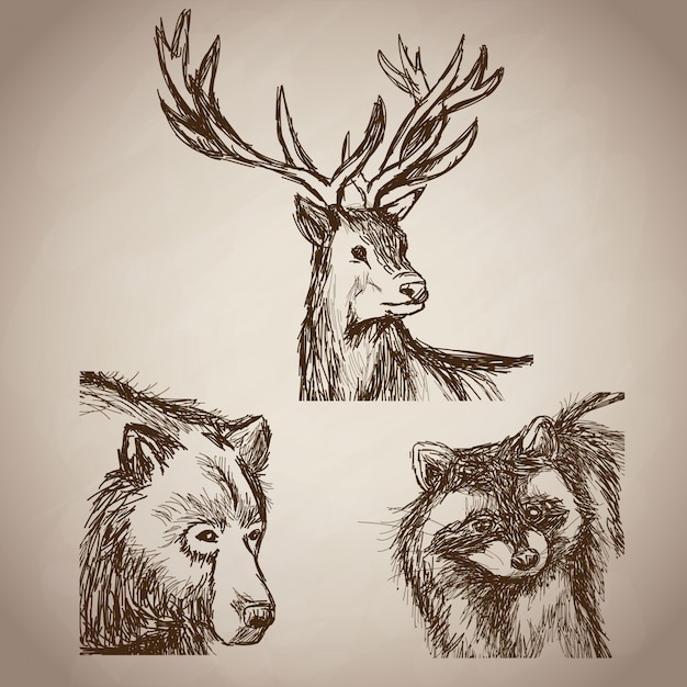 Vector hand draw animals forest vintage