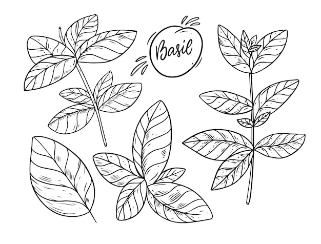 Hand draw Basil sketch . Engraving style. Isolated on white background.