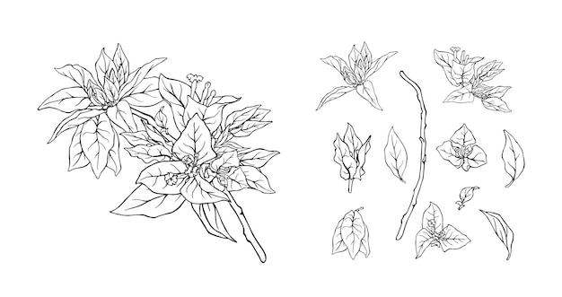 Vector hand draw bougainvillea collection 3