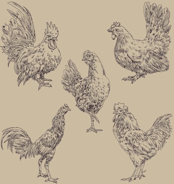 hand draw chicken collection vector illustration