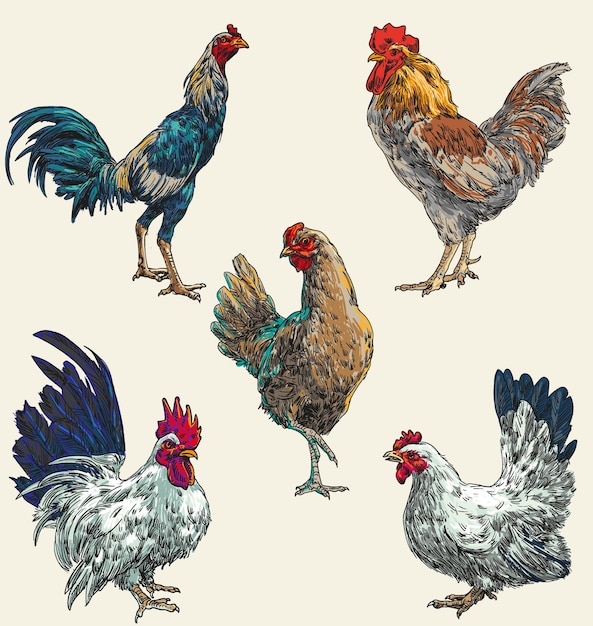 Vector hand draw chicken collection vector illustration