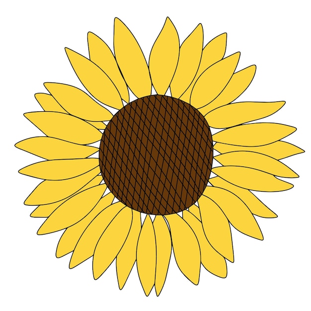 Hand draw color sunflower isolated on white background. Vector illustration.