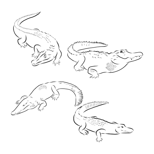 Hand draw a crocodilestyle sketch on a black and white background used for banners