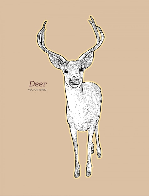 Hand draw deer