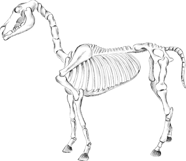 Рука нарисовать лошадь скелет иллюстрации