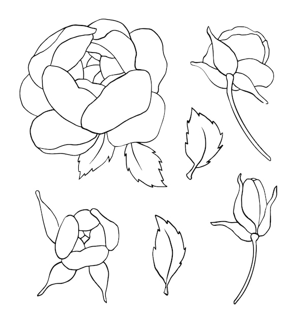 Hand draw line vector flowers set Peony illustration Logo design