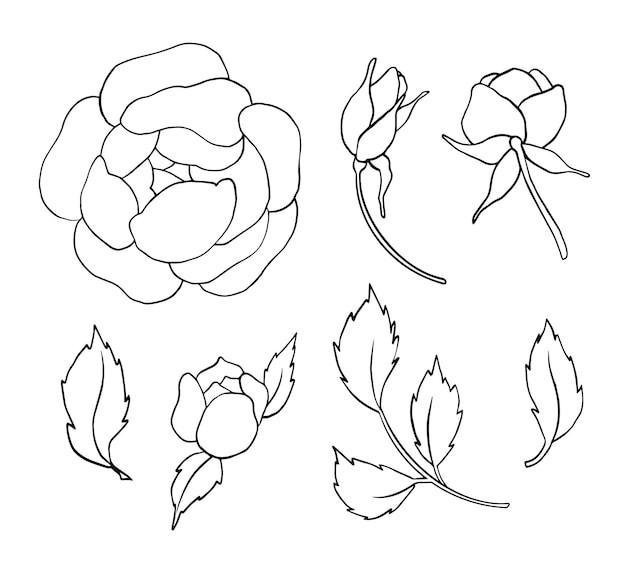 Hand draw line vector flowers set Peony illustration Logo design