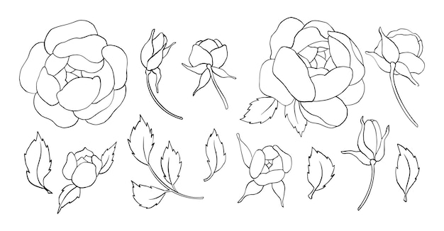 Hand draw line vector flowers set peony rose logo design