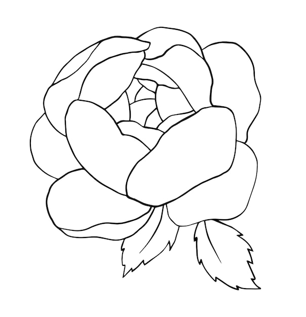 Hand draw line vector flowers set Peony rose Logo design