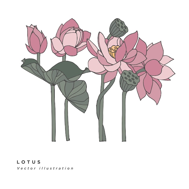 Hand draw lotus flowers illustration