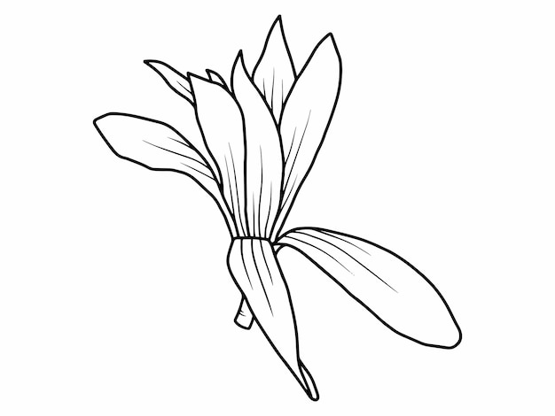 ベクトル 手描きとクリソライトの花の線画のスケッチ