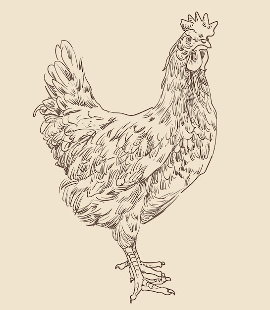 Illustration of chicken vector drawing illustration image_picture free  download 450171870_lovepik.com