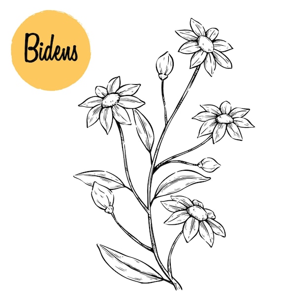 Vector hand drawing bidens herbal plant on white background