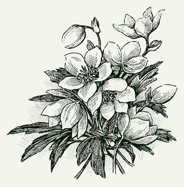 Hand drawing of bouquet delicate snowdrops flowers