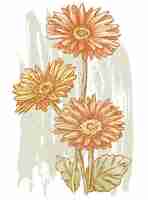 Vector hand drawing of bouquet from three garden gerberas