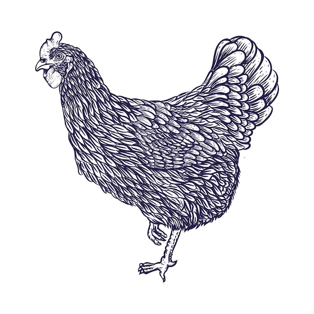 hand drawing chicken illustration