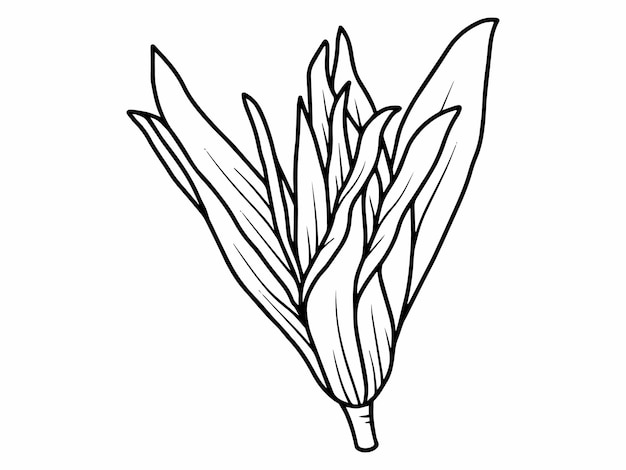 Hand drawing chrysolite flower line art