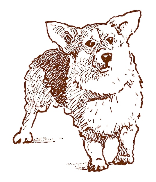 Vector hand drawing of cute corgi dog