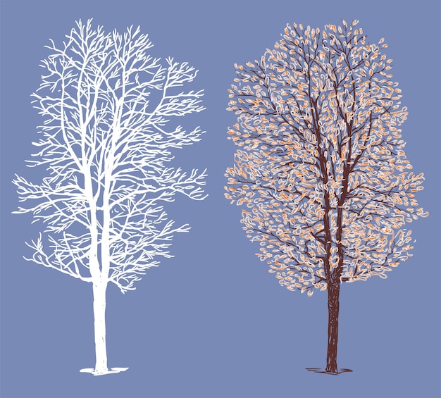 Vector hand drawing of deciduous tree in winter season