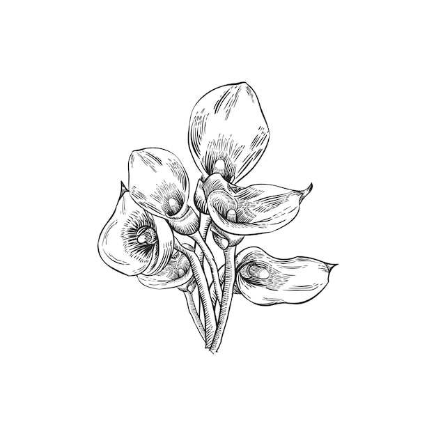 Hand drawing floral background with calla lily flowers