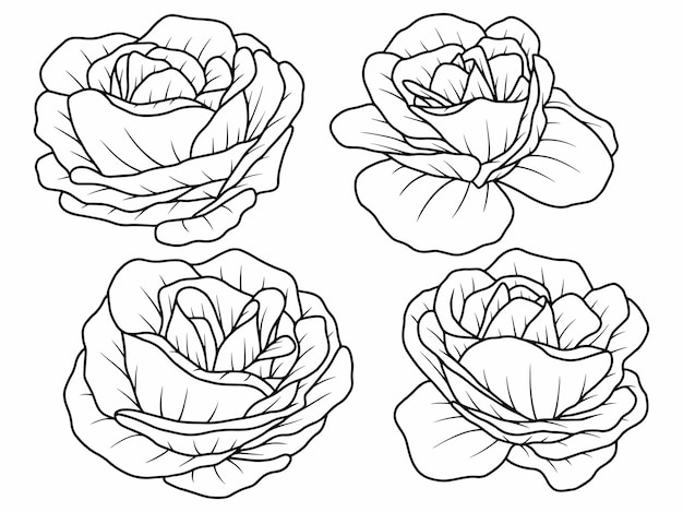 Hand drawing flower line art