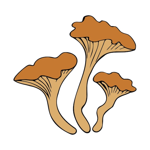 Funghi selvatici della foresta di disegno a mano può essere utilizzato per l'imballaggio di ricette con badge etichetta di menu design