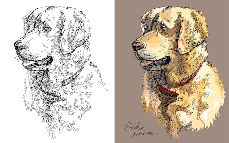 Vector hand drawing head of golden retriever dog. vector isolated colorful and monochrome illustration.