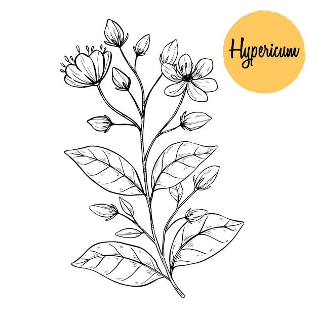 Vector hand drawing hypericum herbal plant on white background