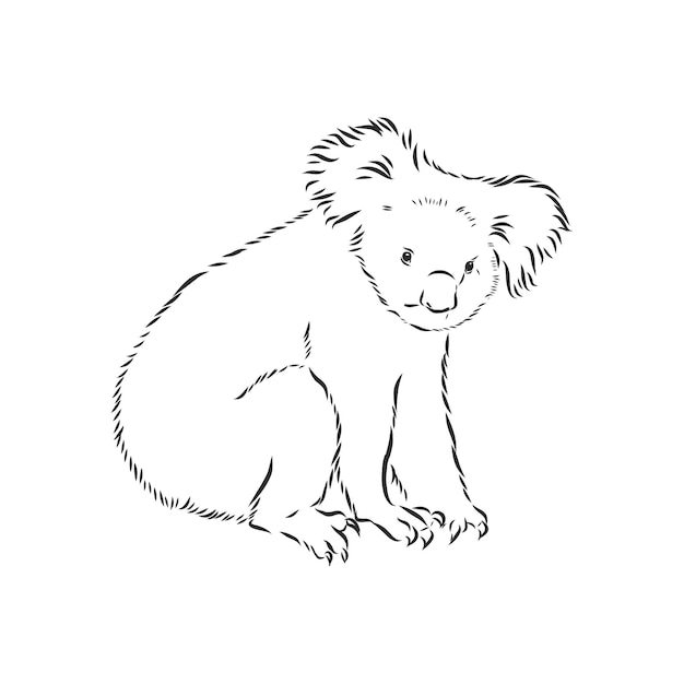 Hand drawing koala. Vector illustration, Koala vector sketch illustration