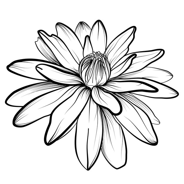 Hand drawing of a lotus flower vector illustration