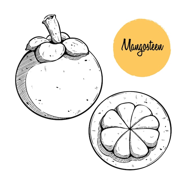 hand drawing mangosteen, queen of fruit vector illustration