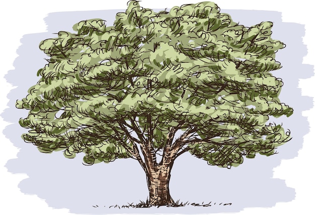 Вектор Ручной рисунок старого большого лиственного дерева